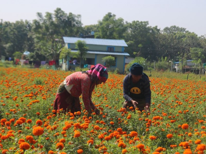 शिक्षण पेसा छाडेर फूल खेतीबाट लाखौँ आम्दानी